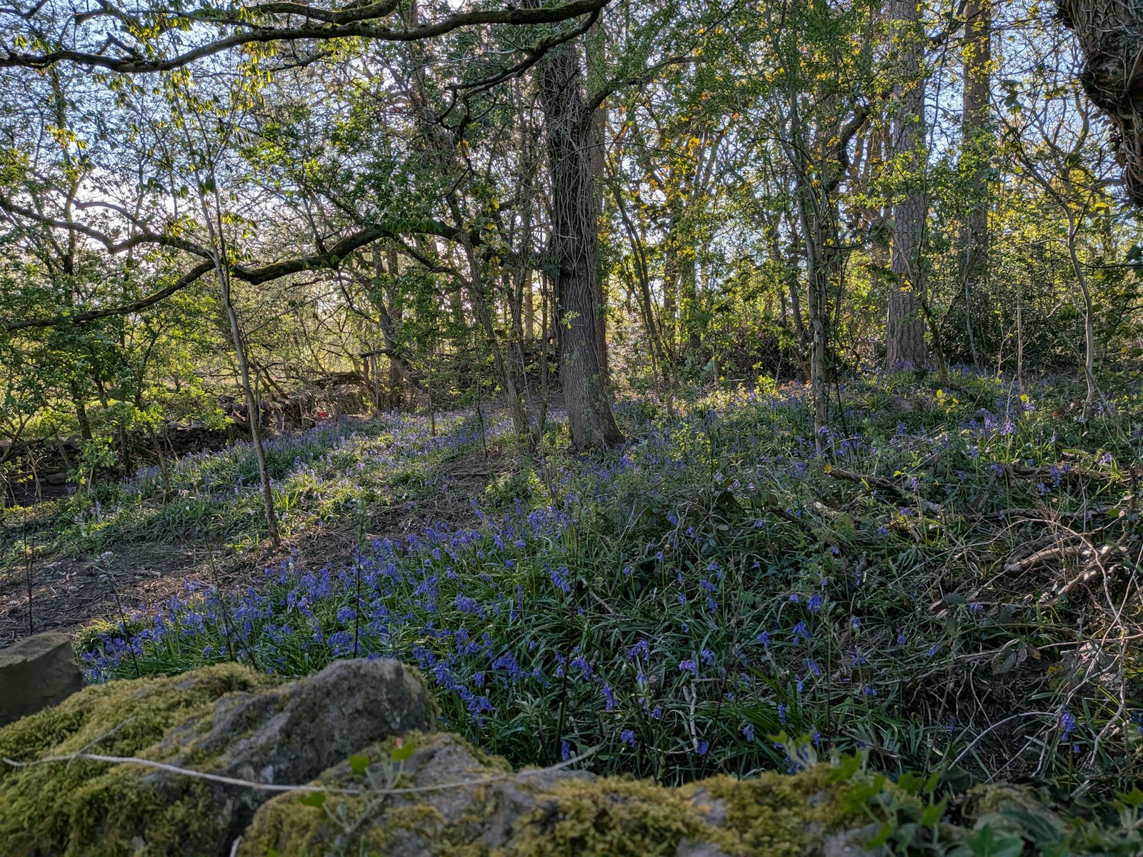 Bluebells flowering in a sunlit wood beside a mossy stone wall