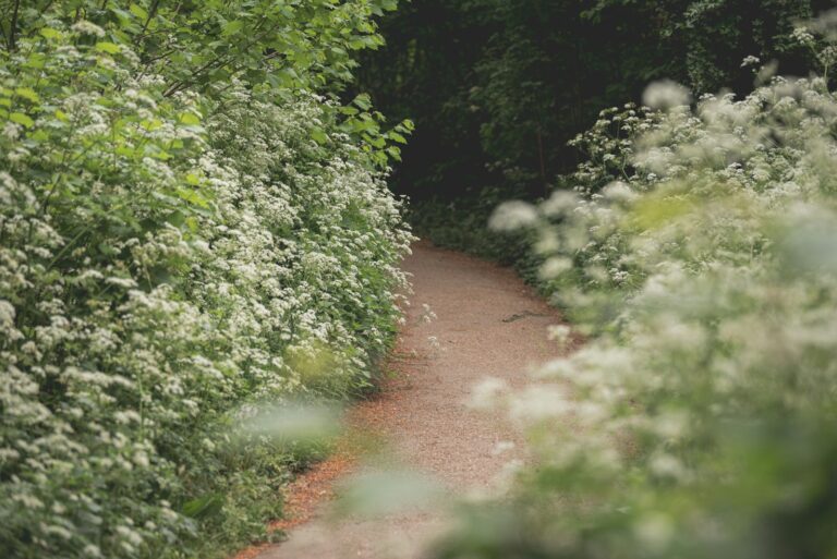 A narrow footpath running between hedgerows on an overcast morning